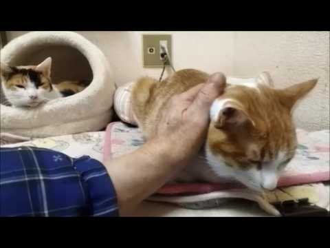 撫でさせてくれない母猫に子猫を撫でてるところを見せ付けてやりました