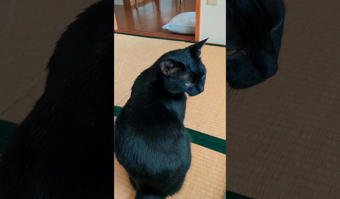 いつかおはようって言えそうなクロちゃん