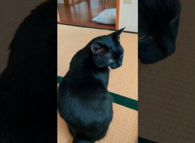 いつかおはようって言えそうなクロちゃん