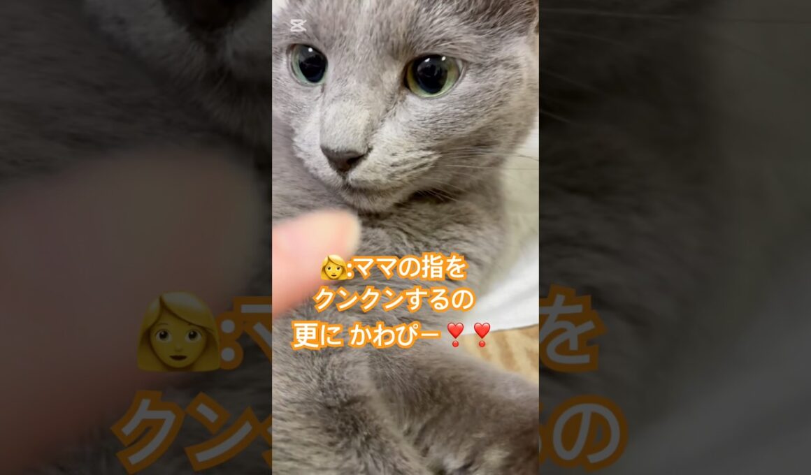かわぴー❤️更に、かわぴー❤️ #猫 #ロシアンブルー #catshorts #shorts