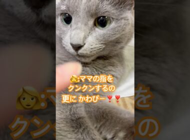 かわぴー❤️更に、かわぴー❤️ #猫 #ロシアンブルー #catshorts #shorts