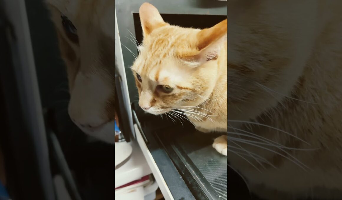 僕、ここに居ても良いですかにゃ❓🐈🫣🤣😍😅❤️🩷💕