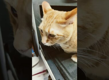 僕、ここに居ても良いですかにゃ❓🐈🫣🤣😍😅❤️🩷💕