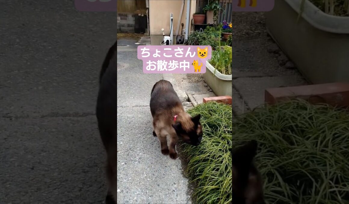 ちょこさん😺お散歩中🐈️春が待ち遠しいです😸#猫のいる暮らし #シャム猫 #たぬき猫