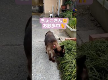 ちょこさん😺お散歩中🐈️春が待ち遠しいです😸#猫のいる暮らし #シャム猫 #たぬき猫