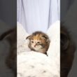 生後20日メインクーン赤ちゃんの柑奈ちゃん