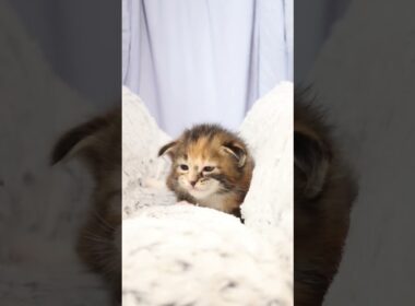 生後20日メインクーン赤ちゃんの柑奈ちゃん