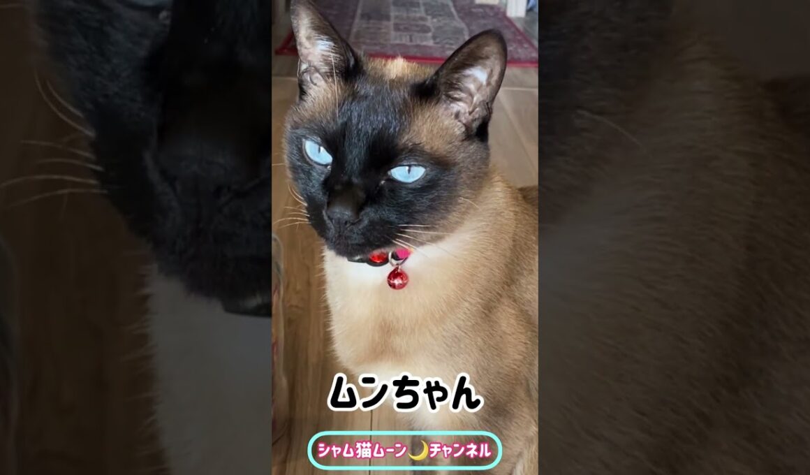 しゃべる猫💕シャム猫ムーン🌙チャンネル　＃SHORTS　＃ショート