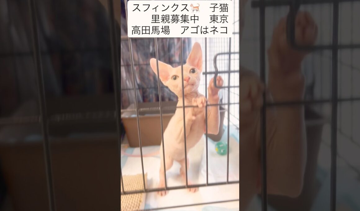 #スフィンクス猫 #里親募集中子猫アゴはネコ #子ネコ