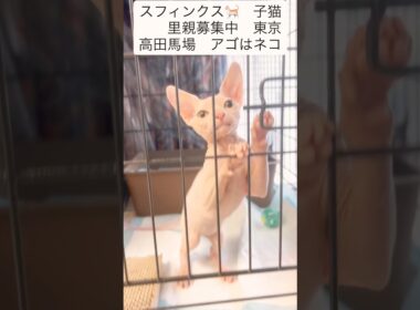 #スフィンクス猫 #里親募集中子猫アゴはネコ #子ネコ