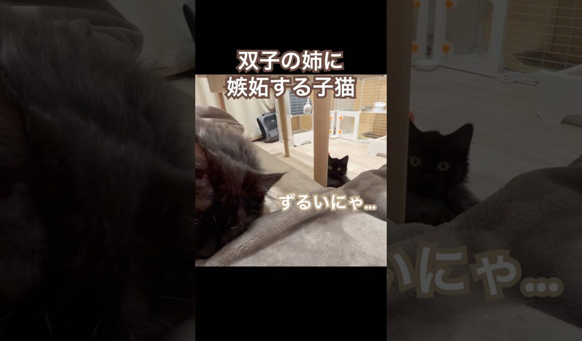 【双子保護猫】甘えん坊な姉に嫉妬する子猫
