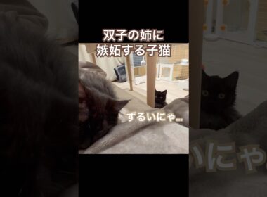 【双子保護猫】甘えん坊な姉に嫉妬する子猫