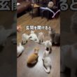 猫を迎えたい人へ　#メインクーン #大型猫  #ブリーダー直販