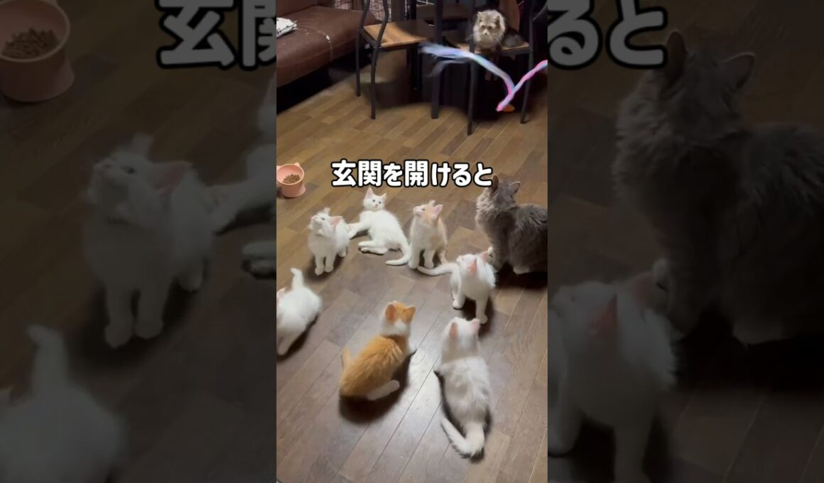 猫を迎えたい人へ　#メインクーン #大型猫  #ブリーダー直販