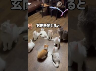 猫を迎えたい人へ　#メインクーン #大型猫  #ブリーダー直販