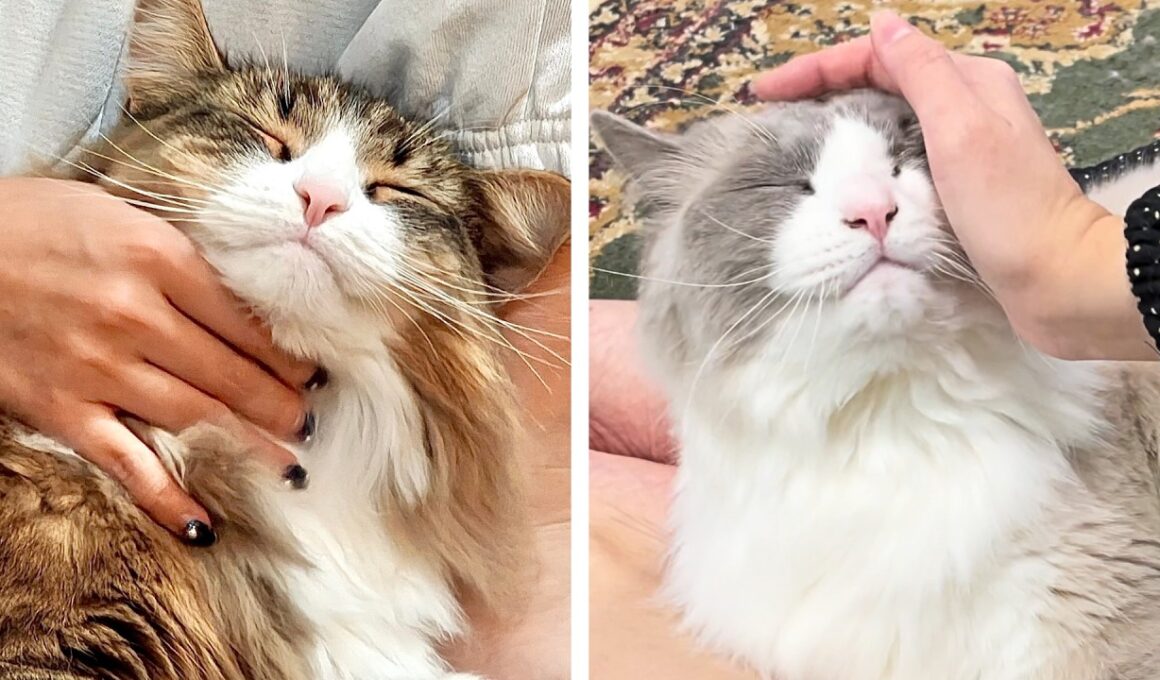 ノルウェージャンとラグドールの甘え方が違いすぎた(どちらも可愛いです)