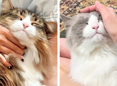 ノルウェージャンとラグドールの甘え方が違いすぎた(どちらも可愛いです)