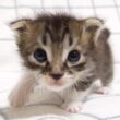 ママを見つけた赤ちゃん子猫が腕の中にウトウトしちゃう？【赤ちゃん猫　保護猫】