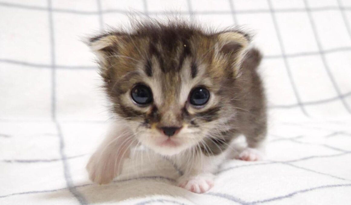 ママを見つけた赤ちゃん子猫が腕の中にウトウトしちゃう？【赤ちゃん猫　保護猫】