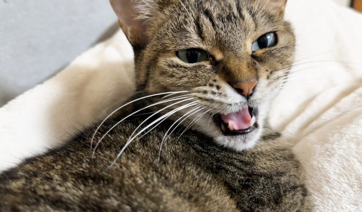 一見クールな姉猫ですが甘えたい妹猫の気持ちを察する姿に感動しました