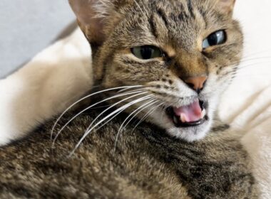 一見クールな姉猫ですが甘えたい妹猫の気持ちを察する姿に感動しました