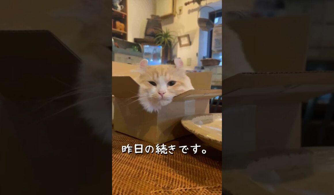 【キンカロー】箱に入った毛玉【マンチカール】