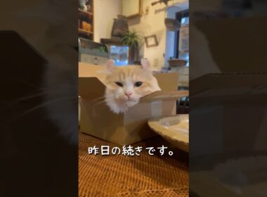 【キンカロー】箱に入った毛玉【マンチカール】