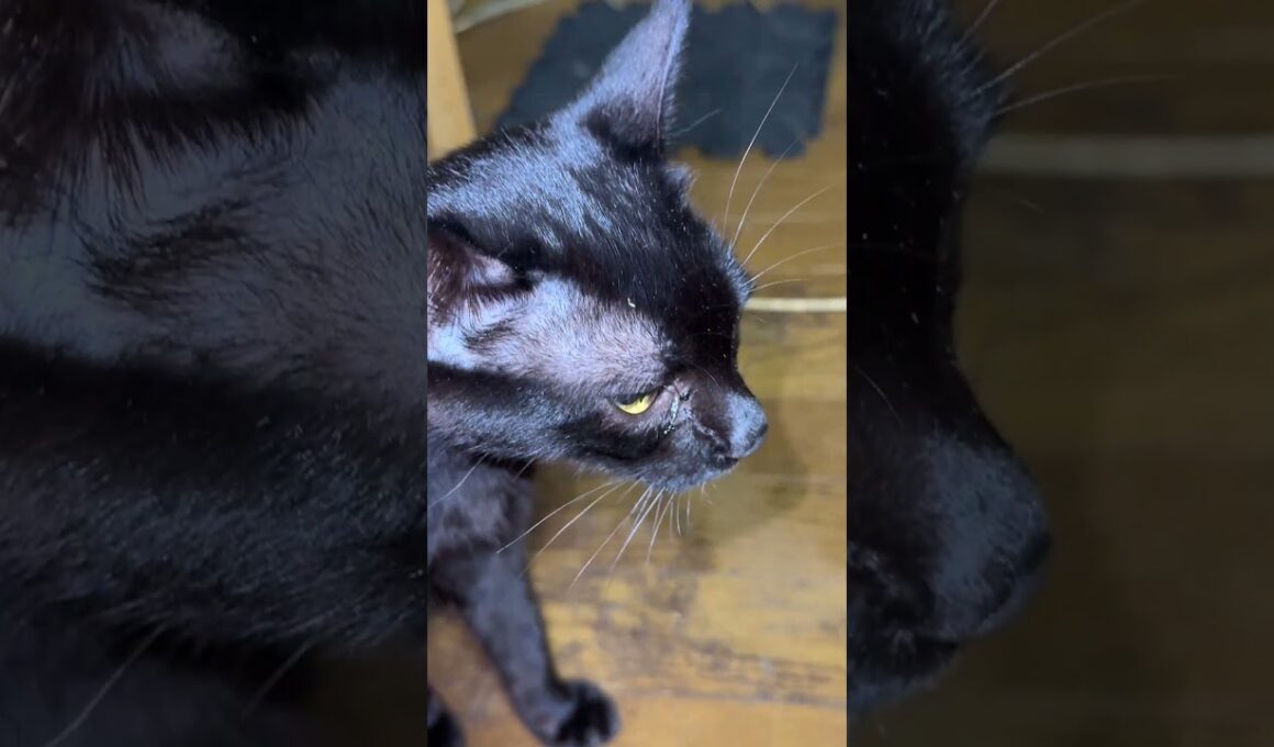 ウッドニャンコと化したクリーム。シャムの雫が現れたと思ったら、黒猫の黒夢が、咳き込み