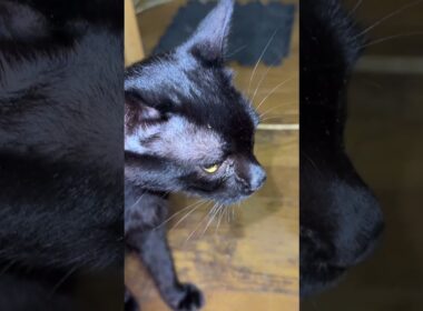 ウッドニャンコと化したクリーム。シャムの雫が現れたと思ったら、黒猫の黒夢が、咳き込み