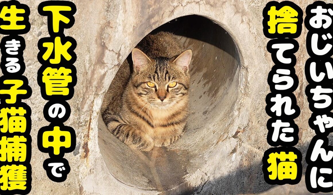 子猫をおじいちゃんが捨てた その後 下水管の中で生きてる子猫を捕獲すると・・・