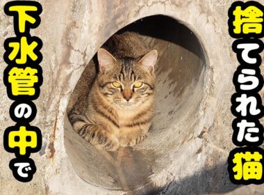 子猫をおじいちゃんが捨てた その後 下水管の中で生きてる子猫を捕獲すると・・・