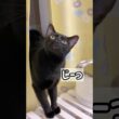 みつめる黒猫ボンベイ　#cat #ねこ #ねこのいる暮らし #ねこのいる生活 #ねこ動画 #猫好きさんと繋がりたい #猫 #かわいい #おもちゃ #癒やし