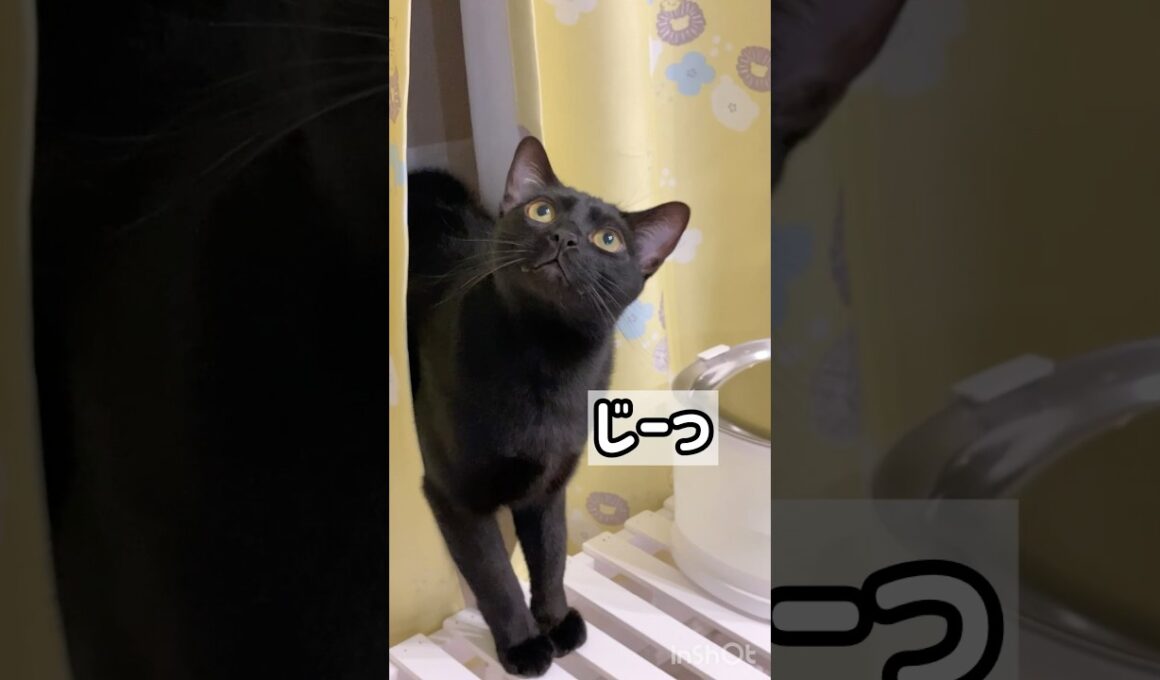 みつめる黒猫ボンベイ　#cat #ねこ #ねこのいる暮らし #ねこのいる生活 #ねこ動画 #猫好きさんと繋がりたい #猫 #かわいい #おもちゃ #癒やし