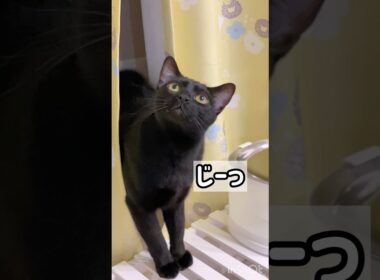 みつめる黒猫ボンベイ　#cat #ねこ #ねこのいる暮らし #ねこのいる生活 #ねこ動画 #猫好きさんと繋がりたい #猫 #かわいい #おもちゃ #癒やし