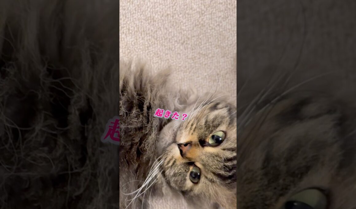 寝てた猫に近づいたら返事された #スクーカム #cat #猫のいる暮らし #猫 #shorts