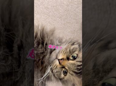 寝てた猫に近づいたら返事された #スクーカム #cat #猫のいる暮らし #猫 #shorts