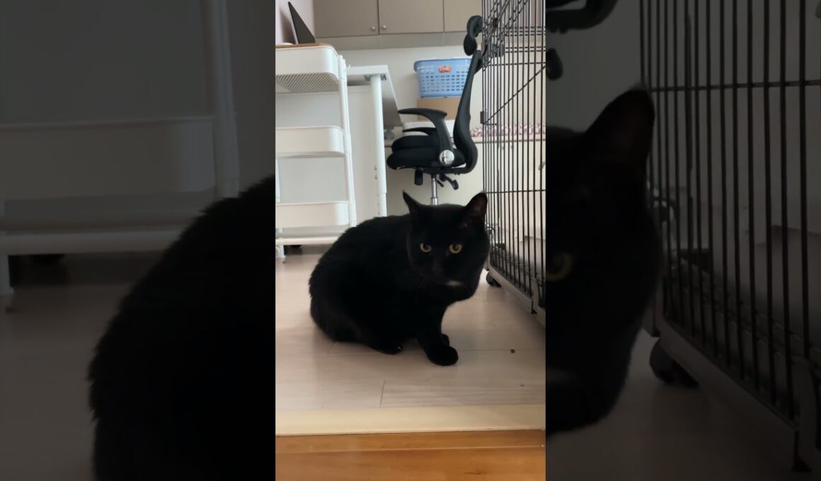 わりと穏やかな朝🐈‍⬛