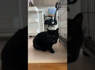 わりと穏やかな朝🐈‍⬛