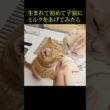 生まれて初めて子猫にミルクをあげたらかわいすぎた...#shorts