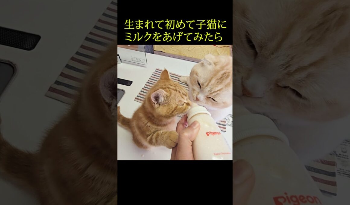 生まれて初めて子猫にミルクをあげたらかわいすぎた...#shorts