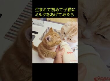 生まれて初めて子猫にミルクをあげたらかわいすぎた...#shorts