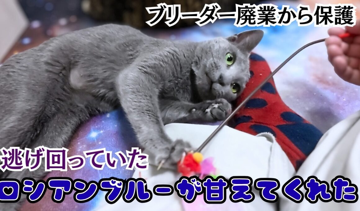 ブリーダー廃業で保護されたロシアンブルー。逃げ回っていたビビり猫が、突然「へそ天」で甘えだした…！（保護猫カフェ猫の惑星にゃーくる）京橋駅A Russian Blue running away