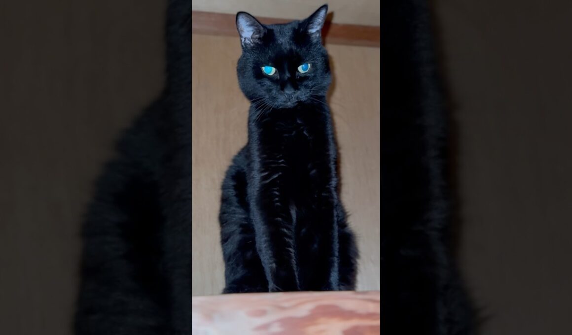 僕が開けましたにゃ！　#shorts