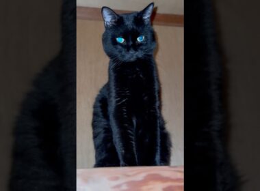 僕が開けましたにゃ！　#shorts