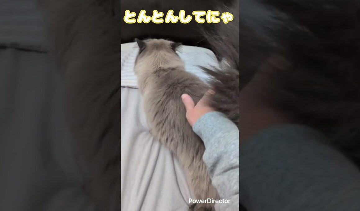 ヒマラヤンのあきちゃんのモフモフごろんが可愛いすぎる
