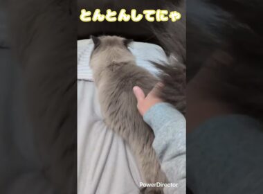 ヒマラヤンのあきちゃんのモフモフごろんが可愛いすぎる