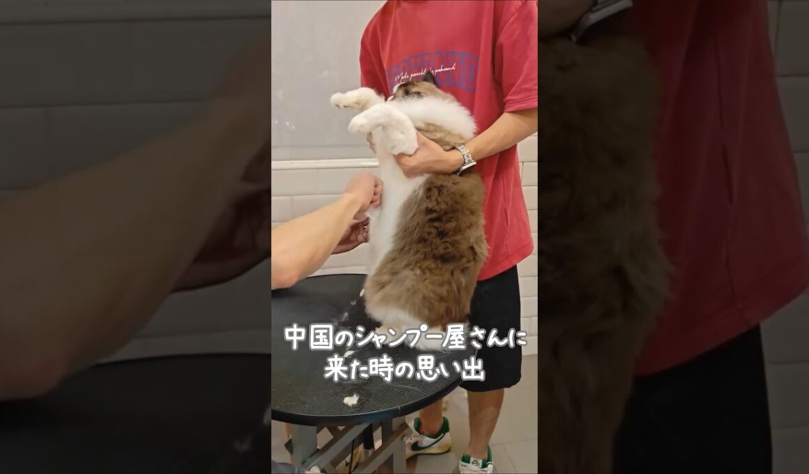 シャンプー帰り、モフモフ検査される猫🐈｜トイガー&ラグドール　#トイガー #ラグドール #catshorts　#猫のいる暮らし #catfunny #猫のシャンプー