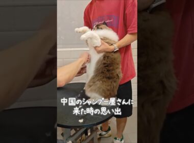 シャンプー帰り、モフモフ検査される猫🐈｜トイガー&ラグドール　#トイガー #ラグドール #catshorts　#猫のいる暮らし #catfunny #猫のシャンプー