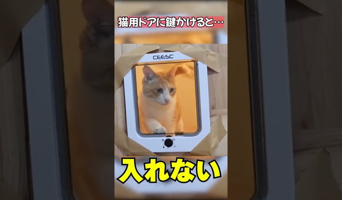 猫たち専用のドアに鍵をかけてみたら… #Shorts