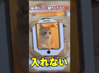 猫たち専用のドアに鍵をかけてみたら… #Shorts